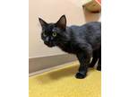Adopt Max a All Black Domestic Mediumhair / Domestic Shorthair / Mixed cat in