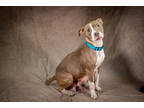 Adopt Cyan* a Tan/Yellow/Fawn Mixed Breed (Large) / Mixed dog in Anderson