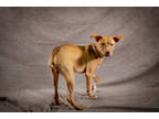 Adopt Allen* a Tan/Yellow/Fawn Mixed Breed (Medium) / Mixed dog in Anderson