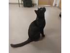 Adopt Isaac a All Black Domestic Shorthair / Domestic Shorthair / Mixed cat in