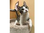 Adopt Rock a Brown or Chocolate (Mostly) Domestic Shorthair (short coat) cat in