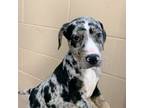 Adopt Cubby a Catahoula Leopard Dog, Mixed Breed