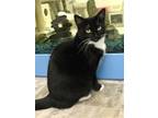 Adopt Socks a Black & White or Tuxedo Domestic Shorthair / Mixed (short coat)