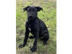 Adopt Wednesday a Black - with White Great Pyrenees dog in Poplar Grove