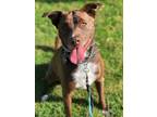Adopt Kimber a Brown/Chocolate - with White Terrier (Unknown Type
