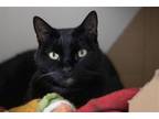 Adopt Coleco a All Black Domestic Shorthair / Mixed cat in New York