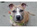 Adopt Sprinkles a Tan/Yellow/Fawn - with White Mixed Breed (Medium) / Mixed dog