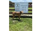 Adopt Neno a Husky / American Pit Bull Terrier / Mixed dog in Wauchula