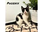Adopt Phoenix a All Black Domestic Shorthair / Domestic Shorthair / Mixed cat in