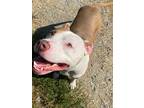Adopt Tuchi a Staffordshire Bull Terrier / Mixed dog in Fayetteville