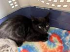 Adopt Salem a Domestic Shorthair / Mixed (short coat) cat in Tiffin