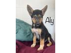 Adopt Aly a German Shepherd Dog / Australian Cattle Dog / Mixed dog in Dalton