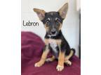 Adopt Lebron a German Shepherd Dog / Australian Cattle Dog / Mixed dog in