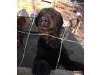 Adopt Molly Anne a Black Rottweiler / Labrador Retriever dog in Calgary