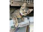Adopt Titmouse a Brown Tabby Domestic Shorthair / Mixed (short coat) cat in