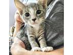 Adopt Purrcy a Gray, Blue or Silver Tabby Domestic Shorthair / Mixed (short