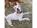 Adopt Chance a White - with Tan, Yellow or Fawn Jack Russell Terrier dog in