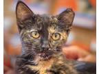 Adopt Maeve a Black (Mostly) Domestic Shorthair (short coat) cat in Oradell