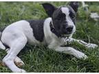 Adopt Chia a Brindle - with White Boston Terrier / Miniature Schnauzer dog in