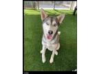 Adopt Lobo a Husky / Mixed dog in Chino Valley, AZ (38922746)