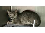 Adopt Kit Kat a Domestic Shorthair / Mixed (short coat) cat in Rockport
