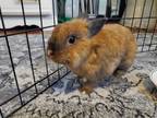 Adopt Robbie a Cinnamon rabbit in Melbourne, FL (38917771)
