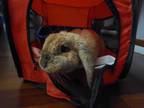 Adopt Hazel a Harlequin Cinnamon rabbit in Melbourne, FL (38917772)