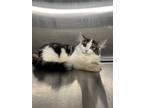Adopt Baby Belle a Brown Tabby Domestic Longhair / Mixed (long coat) cat in