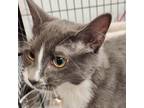 Adopt BELLA (aka PITTER-PATTER) a Gray or Blue (Mostly) Domestic Longhair /