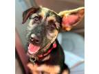 Adopt Freya a German Shepherd Dog / Poodle (Miniature) / Mixed dog in