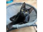 Adopt Micah a Domestic Shorthair / Mixed (short coat) cat in Hampton