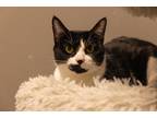 Adopt Gannon Dorf a Domestic Shorthair / Mixed (short coat) cat in Park City