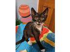 Adopt Biscuit a Black & White or Tuxedo Domestic Shorthair / Mixed (short coat)