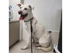 Adopt Mina a White American Pit Bull Terrier / Jindo / Mixed dog in Bellevue