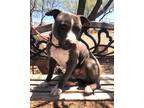 Adopt Smoochie a Gray/Silver/Salt & Pepper - with White American Staffordshire