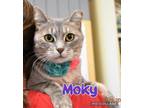 Adopt Moky a Domestic Shorthair / Mixed (short coat) cat in Ft.