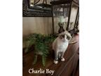 Adopt Charlie Boy a Domestic Shorthair / Mixed (short coat) cat in Hoover