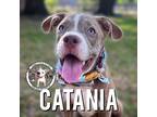 Adopt Catania Sicily a Tan/Yellow/Fawn - with Black Pit Bull Terrier dog in