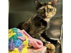 Adopt Party Girl a Domestic Shorthair / Mixed (short coat) cat in Vineland
