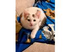 Adopt Arlo a Domestic Shorthair / Mixed (short coat) cat in Buford