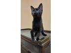 Adopt Lisa a Domestic Shorthair / Mixed (short coat) cat in Ocala, FL (39073325)