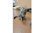 Adopt Esmeralda a Domestic Shorthair / Mixed (short coat) cat in Ocala