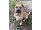Adopt Captain a Mixed Breed (Medium) / Mixed dog in Ocala, FL (39026370)