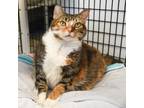 Adopt Baby Baker a Domestic Shorthair / Mixed (short coat) cat in Ewing