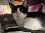 Adopt 2308-0404 Snoopy a Domestic Shorthair / Mixed (short coat) cat in Virginia