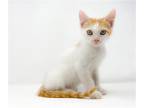 Adopt Jaxx a White Domestic Shorthair / Mixed cat in Abbeville, LA (39046154)