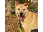 Adopt Dooly a Tan/Yellow/Fawn - with White Akita / Jindo / Mixed dog in