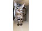 Adopt Viggo a Domestic Shorthair / Mixed cat in Silverdale, WA (39050862)