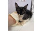 Adopt Button a Domestic Shorthair / Mixed (short coat) cat in New Braunfels