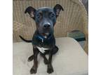 Adopt Ferdinand a Black Doberman Pinscher / Mixed dog in Raytown, MO (39025820)